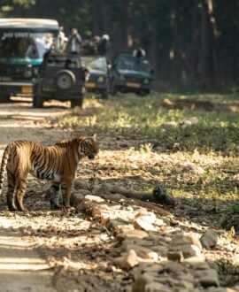 Jungle Safari
