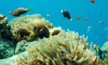 Alt Text | No: Continue.