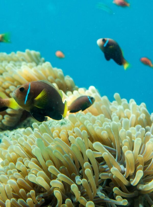 Alt Text | No: Continue.